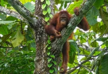 Belajar Obat-Obatan Herbal dari Orang Utan Kalimantan