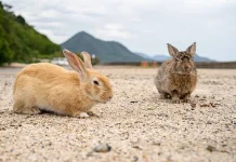 Sejarah Kelam di Pulau Kelinci Okunoshima Jepang