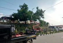 Satpol PP Nunukan Melaksanakan Pengamanan Selama Proses Penebangan Pohon