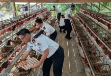 Lapas Kelas IIB Nunukan sudah bisa Menghasilkan telur ayam