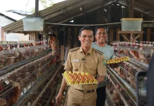 Peternak Ayam Minta Bupati Atasi Listrik dan Stabilkan Harga