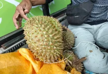 Petani Durian Nunukan Masih Minim Edukasi