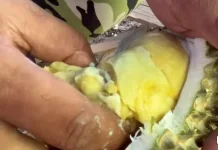 Durian Premium Selisun Telah dikembangkan di Samarinda