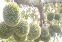 Hasil Panen Durian Lokal Nunukan Melimpah