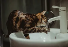 Ternyata Ini Alasan Kucing Benci Air
