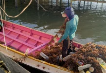 Pelaku Usaha Rumput Laut Manfaatkan Kredit untuk Tambah Modal