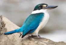 Cekakak- Burung Paling Memukau Dikawasan Perairan Tawar hingga Mangrove