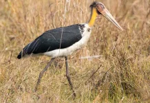 Bangau Tongtong - Burung Raksasa Kawasan Mangrove