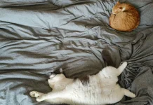 Mengapa Kucing Suka Sekali Tidur? Apakah Itu Normal?