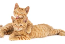 Rahasia Rahang Kucing yang Tak Bisa Bergerak ke Samping Kiri dan Kanan