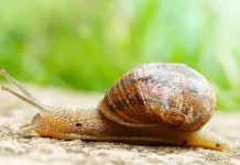 Misteri Siput yang Mampu Terlelap hingga 3 Tahun