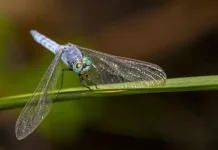 Keindahan dan Tragedi Capung yang Hanya Hidup 24 Jam