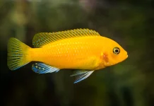 Mitos Ingatan Singkat: Benarkah Daya Ingat Ikan Hanya 3 Detik?