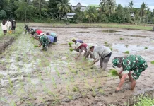 Ketahanan Pangan Perbatasan Menguat Bersama Kodim dan Petani
