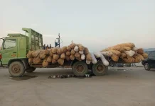 Bea Cukai Gagalkan Penyelundupan Puluhan Ton Rotan Tujuan Malaysia