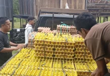Pengusaha Ungkap Cuaca Panas Jadi Tantangan Peternak Telur Nunukan