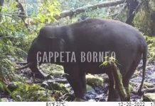 Gappeta Borneo Nunukan Serukan Lindungi Gajah Kalimantan yang Terancam Punah