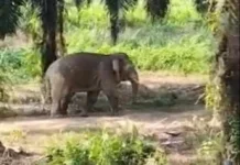 Gappeta Borneo Nunukan Luruskan Isu Gajah Kerdil Viral, ternyata di Sabah, Malaysia