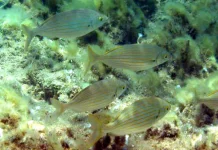 Salema Porgi - Fenomena Ikan Halusinogen di Perairan Mediterania