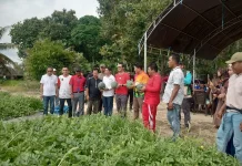 Bupati Nunukan Panen Perdana Semangka dan Jagung Bersama Petani