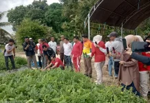 Pemerintah Daerah Kabupaten Nunukan Terus Berupaya Membantu Petani