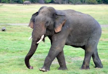 Fakta Unik Jam Tidur Gajah