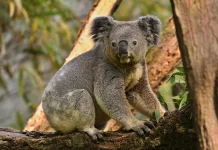 Menyingkap Rahasia Dua Ibu Jari Koala