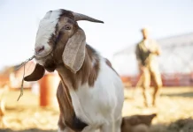 Rahasia Pupil Persegi Panjang Mata Kambing