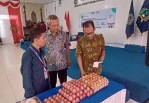 Balai Karantina Hewan, Ikan, dan Tumbuhan Nunukan Belum Menemukan Wabah di Ayam