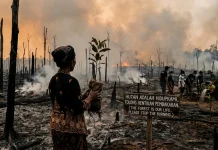 Napas Terakhir Paru-Paru Dunia: Dampak Karhutla terhadap Krisis Iklim Global