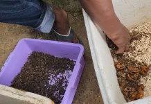 Gali Potensi Lokal, Lapas Nunukan Kembangkan Budidaya Ikan Air Tawar