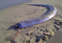 Ikan Oarfish Terdampar di Lombok, Benarkah Pertanda Gempa?
