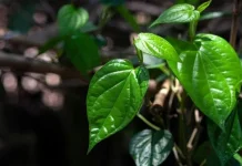Daun Sirih Berpotensi Jaga Kesehatan Mulut Secara Alami