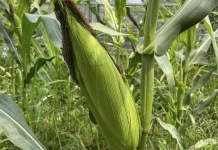 Jagung Kaya Serat, Bantu Jaga Kesehatan Jantung Tubuh