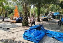 Polisi Bongkar Arena Sabung Ayam Cegah Judi Berulang