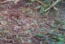Kucing Merah Endemik Kalimantan Terekam di Taman Nasional Kayan Mentarang