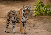 Dicukur Botak Pun Tetap Loreng! Misteri Garis-garis Abadi Sang Raja Hutan