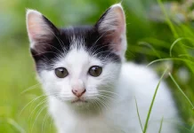 Gelombang Purring: Melodi Penyembuh dari Sang Anabul