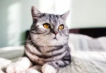 Menyingkap Rahasia Navigasi Canggih Melalui Bulu dan Kumis Kucing