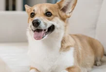 Penciuman Anjing Mampu Membaca Penyakit di Tubuh Manusia
