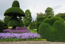 Sejarah dan Perkembangan Topiary dari Romawi Kuno Sampai Sekarang