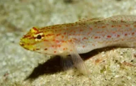 Ikan Butini, Fosil Hidup Pulau Matano Asli Indonesia