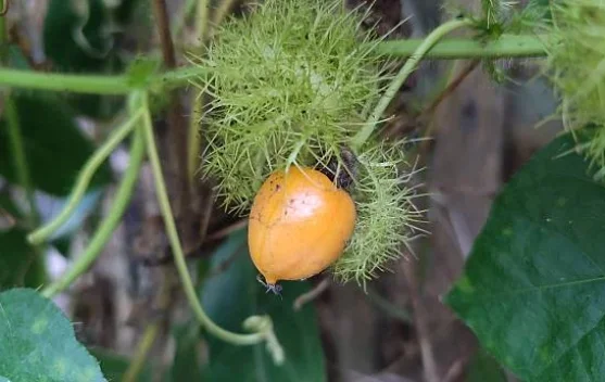 Mengenal Rambusa: Buah Liar yang Sudah Langka