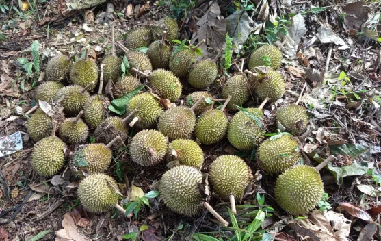 Musim Buah Tiba, Krayan Selatan Buka Wisata Petik Buah