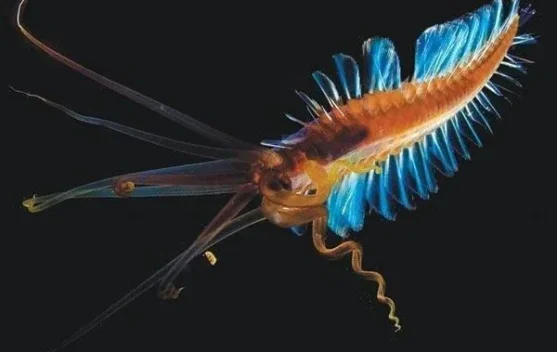 Squidworm - Seolah gabungan karakteristik dari dua hewan yang berbeda ...