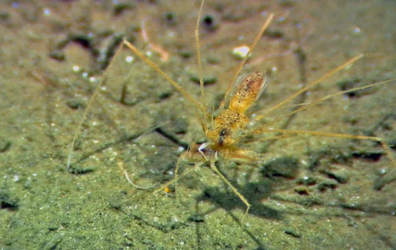 Isopoda Munnopsis -Kerabat Kutu yang menyerupai laba-laba