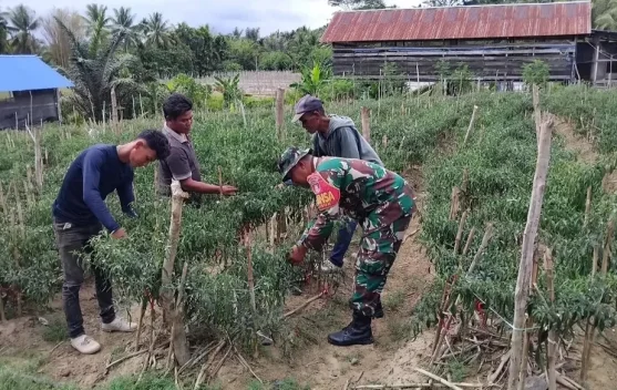 Babinsa Nunukan Selatan Genjot Panen Cabai Demi Ketahanan