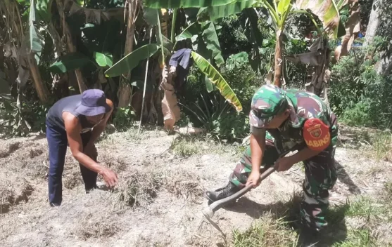 Babinsa Semenggaris Turun Langsung Perkuat Ketahanan Pangan Desa