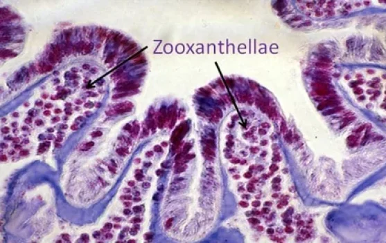 Zooxanthellae: Sang Produsen Mikroskopis Penggerak Kehidupan Terumbu Karang