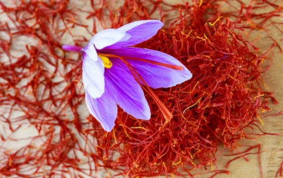 Saffron Rempah Termahal di Dunia
